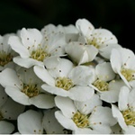 Jednoducho dokonalé