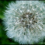 Krása ktorá nič nestojí