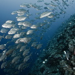 Blue Corner 2011