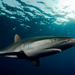 Silky shark