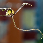 sezóna kolibříků