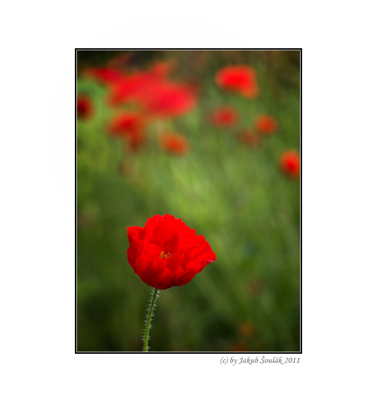 Poppy