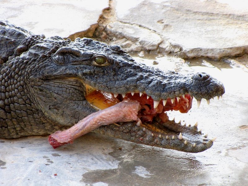 Přežraný krokodýl