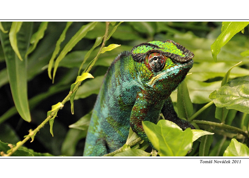 Chameleon pardálí I.