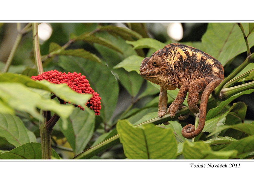 Chameleon pardálí II.