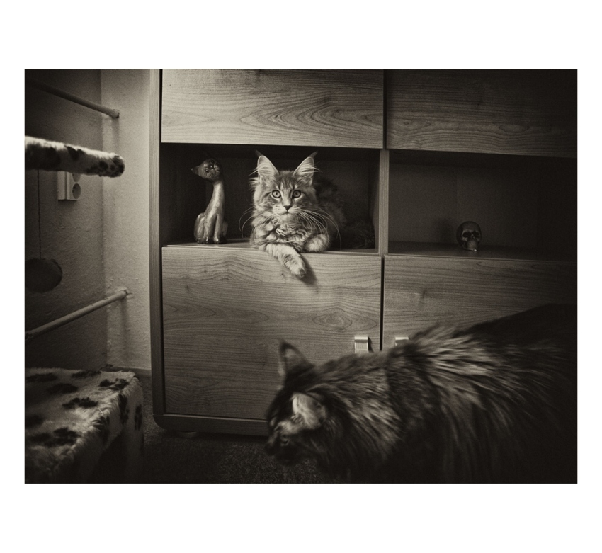 cats everywhere