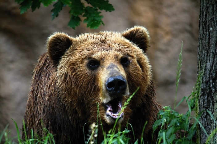 Medvěd kamčatský