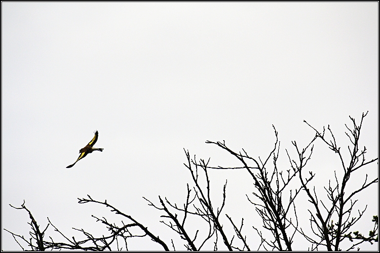 Stehlík při odletu