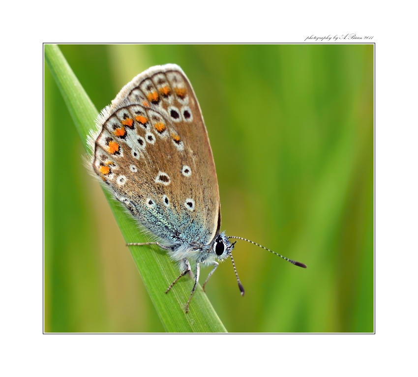 ... Modrásek obecný (Lycaeides idas) ...