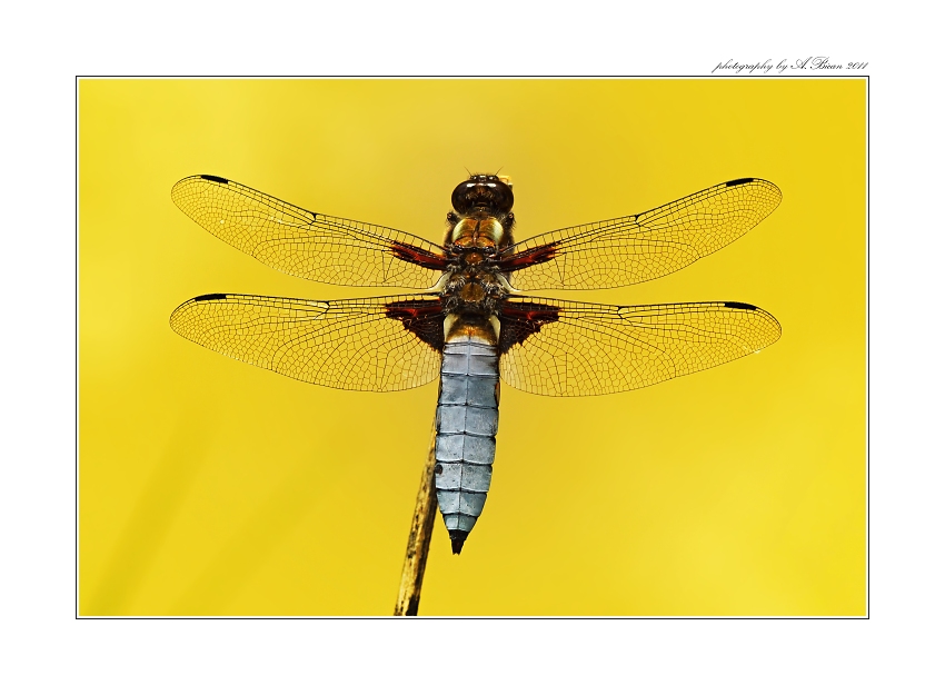 Vážka ploská (Libellula depressa)