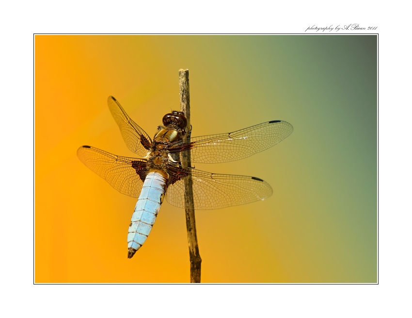 ... Vážka ploská (Libellula depressa) ...