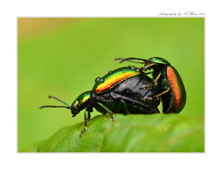 ... Gastrophysa viridula (Gastrophysa viridula) ...