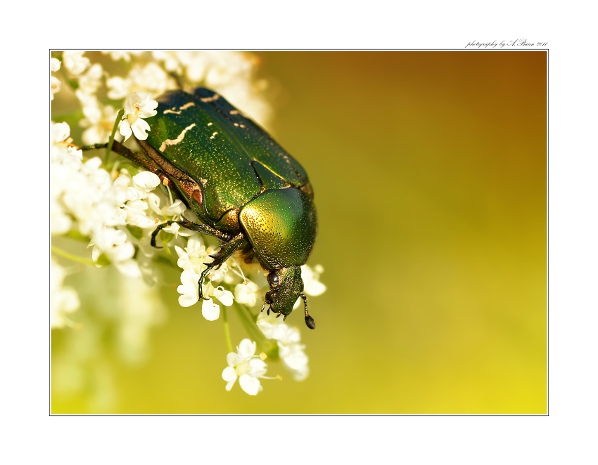   ... Zlatohlávek zlatý (Cetonia aurata) ...