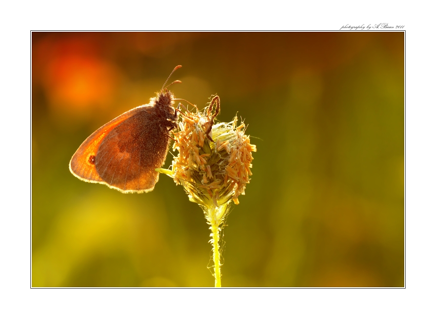 ... Za rozbřesku ...