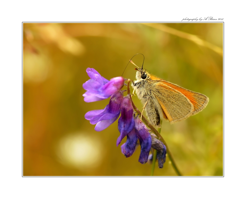 ... Soumračník ...