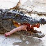 Přežraný krokodýl