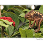 Chameleon pardálí II.