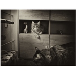 cats everywhere