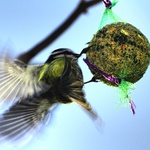 Modřinka na lojové kouli