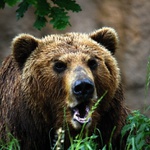 Medvěd kamčatský