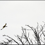 Stehlík při odletu