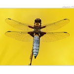 Vážka ploská (Libellula depressa)