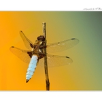 ... Vážka ploská (Libellula depressa) ...