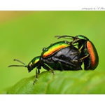 ... Gastrophysa viridula (Gastrophysa viridula) ...