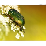   ... Zlatohlávek zlatý (Cetonia aurata) ...