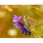 ... Soumračník ...