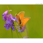 ... Soumračník ...