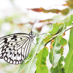 Fly like small butterFly #2