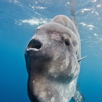 Měsíčník ještě jednou