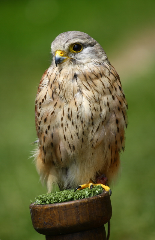 Falcon
