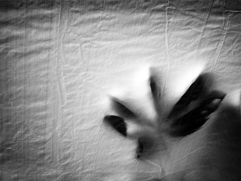 Bratrstvo kočičí pracky - MoML 25. července 2011