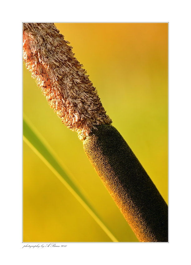 ... Na půl odkvetlý ...