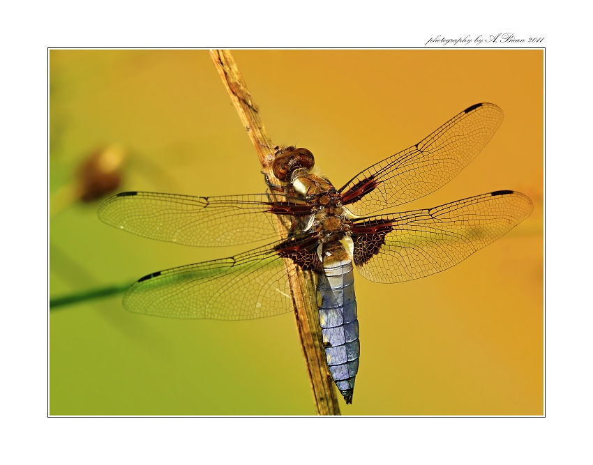 ... Vážka ploská (Libellula depressa) ...