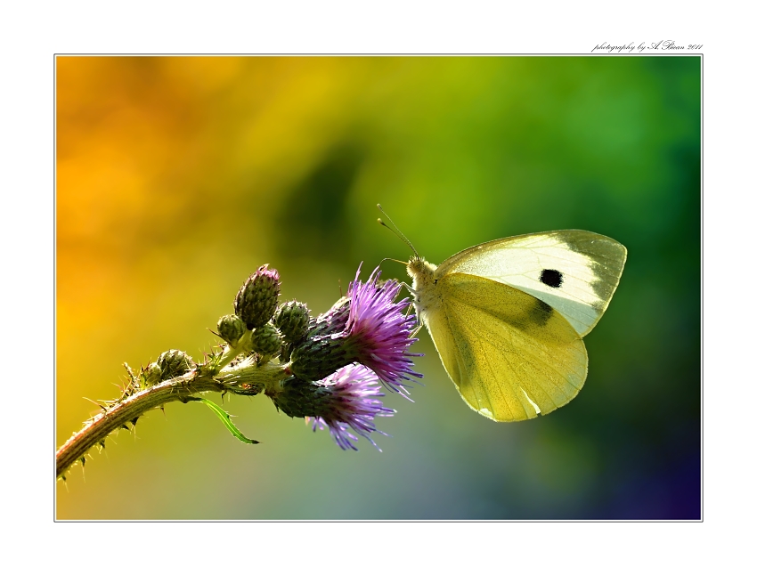 ... Při obědě ...