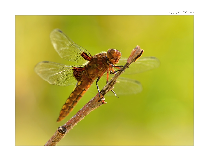 ... Vážka ploská (Libellula depressa) ...