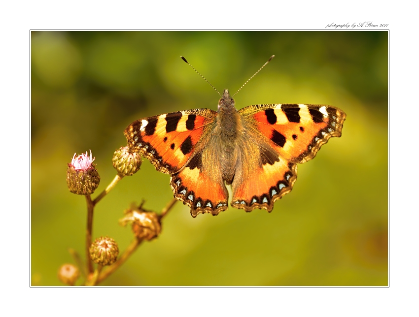 ... Babočka kopřivová (Aglais urticae) ...