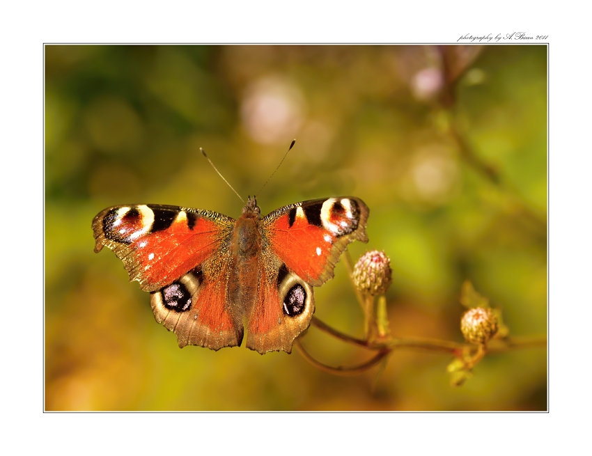 ... Babočka paví oko (Inachis to) ...