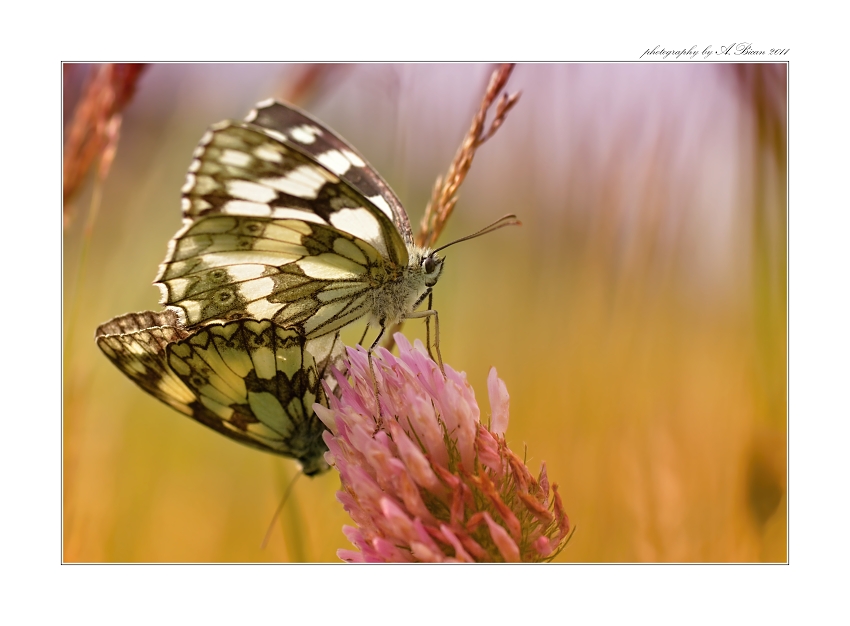 ... Okáč bojínkový (Melanargia galathea) ...