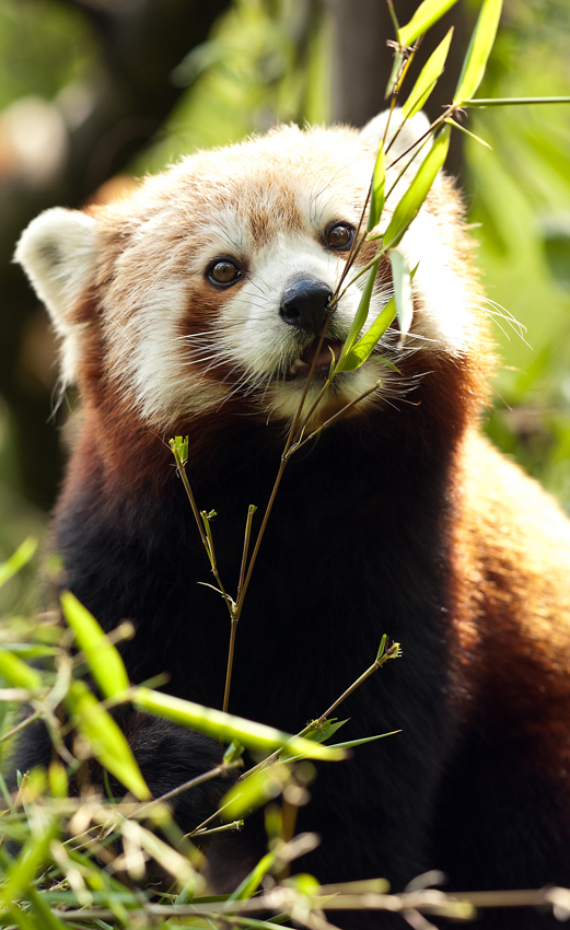 FireFox při svačince