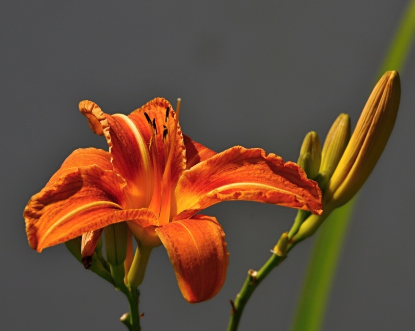 JEDNODENÍ - DENIVKA