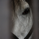 Hřebčín Napajedla