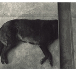 Né každej pes má úhlednou hlavu no..