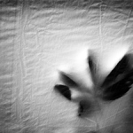 Bratrstvo kočičí pracky - MoML 25. července 2011