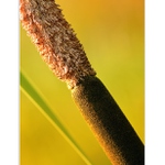 ... Na půl odkvetlý ...