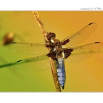 ... Vážka ploská (Libellula depressa) ...