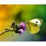 ... Při obědě ...